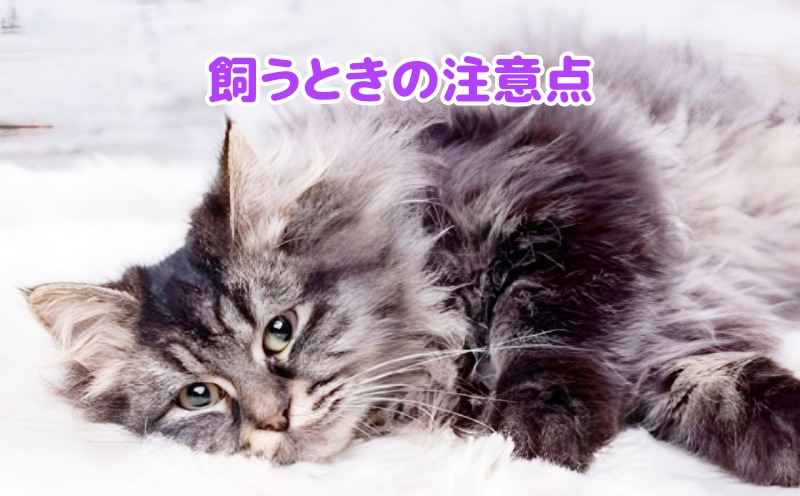 長毛のキジトラ猫