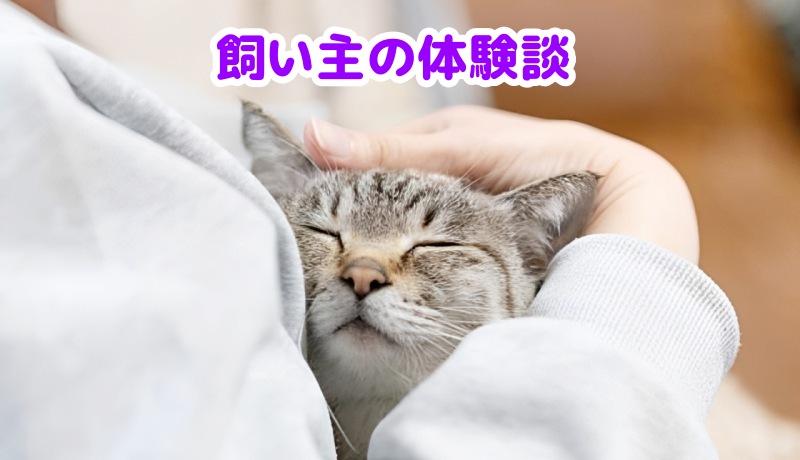 キジトラ猫を抱っこする飼い主の女性