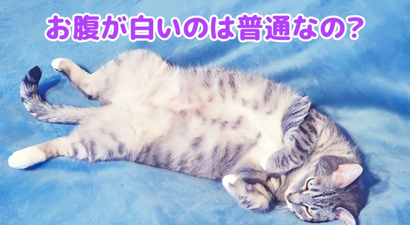 キジトラ猫