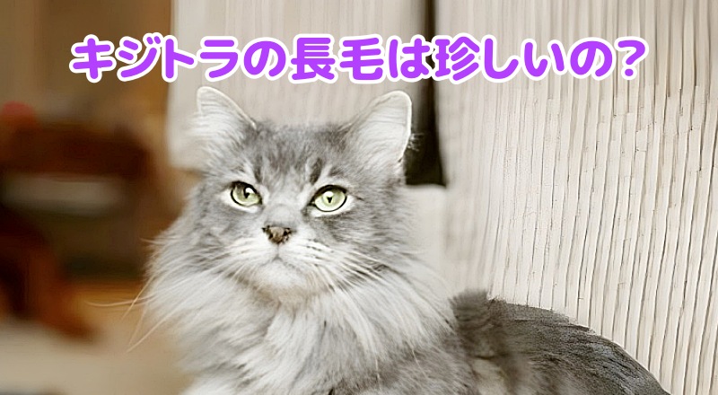 キジトラ猫の長毛