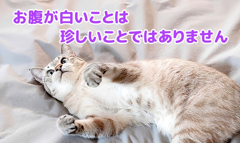 キジトラ猫
