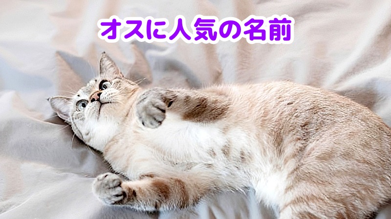 キジトラ猫