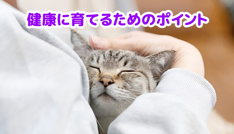 キジトラ猫を抱っこする飼い主