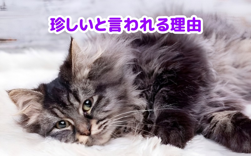 キジトラ猫