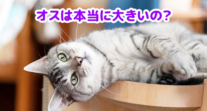 キジトラ猫