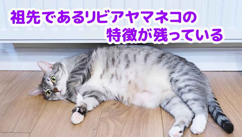 キジトラ猫