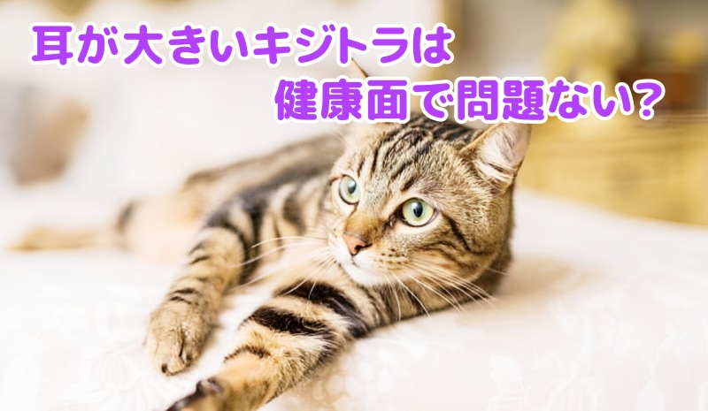 キジトラ猫
