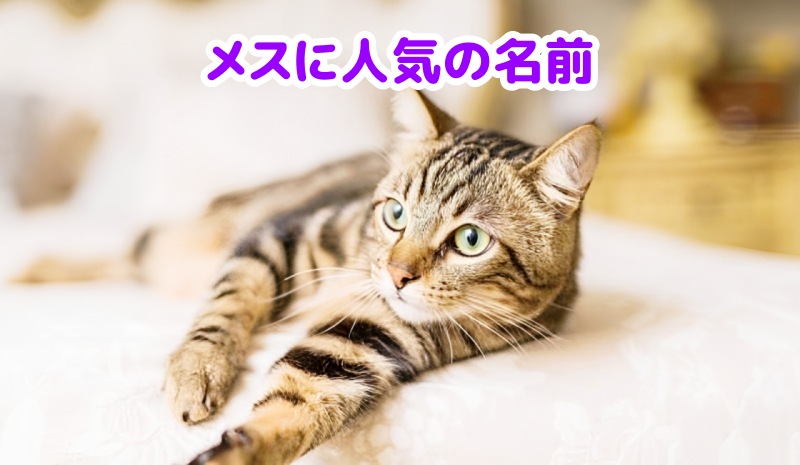 キジトラ猫