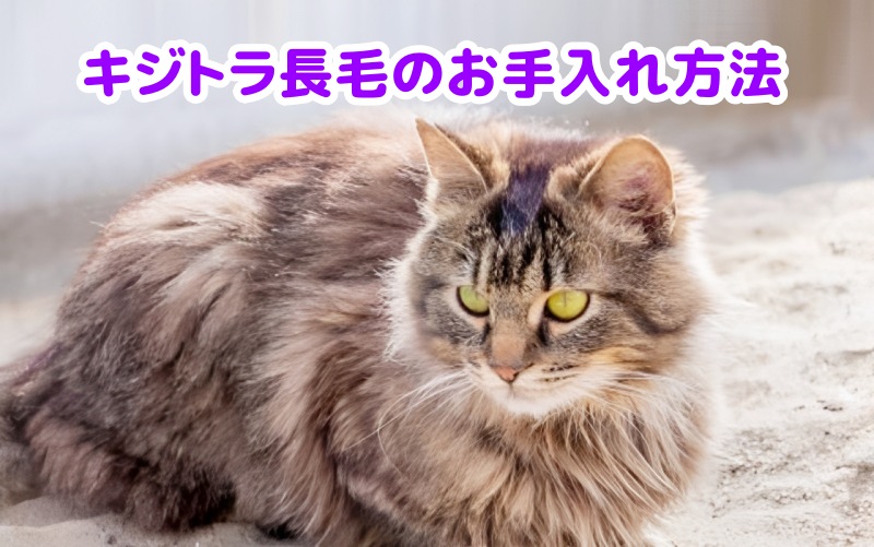 キジトラ猫