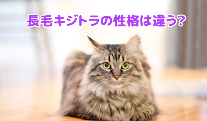 長毛キジトラ猫
