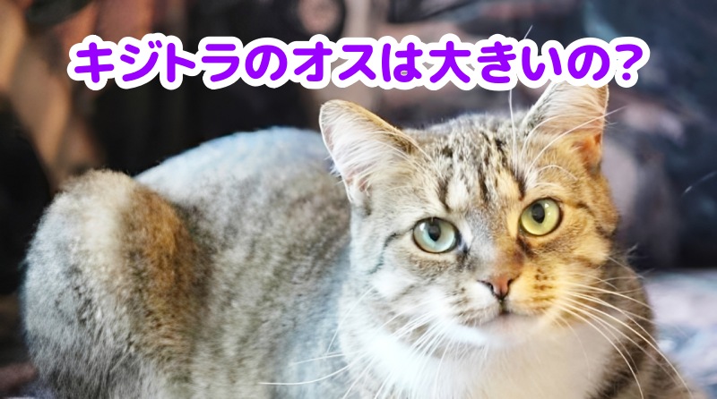 キジトラ猫