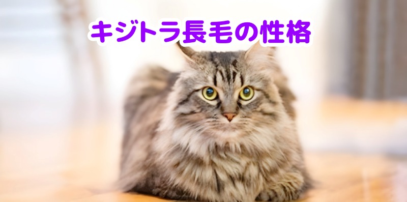 キジトラ猫