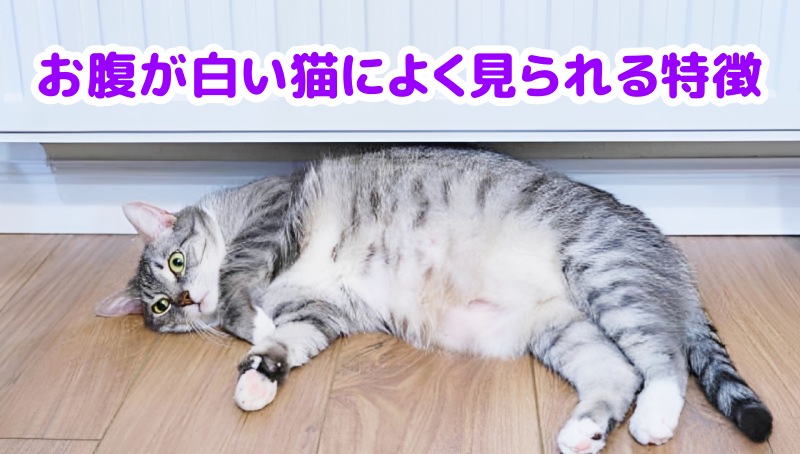 キジトラ猫
