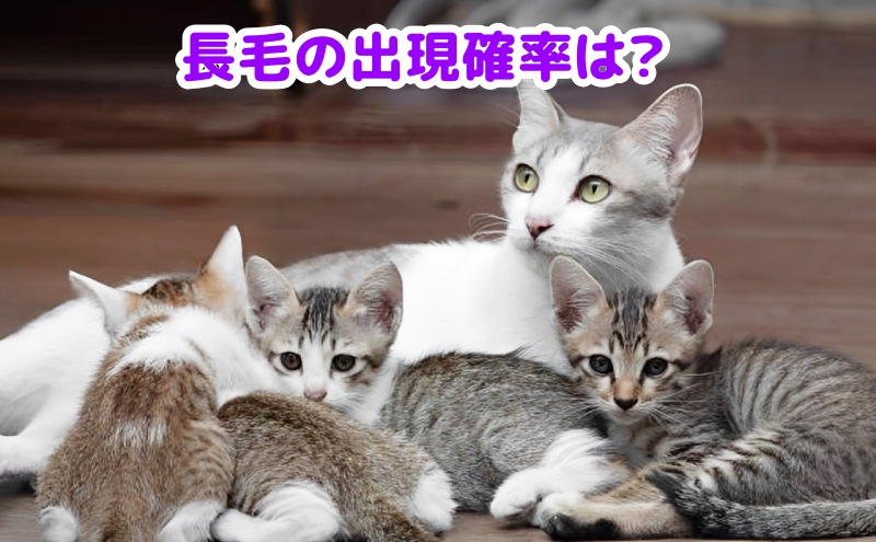 キジトラ猫