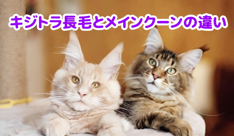 メインクーン