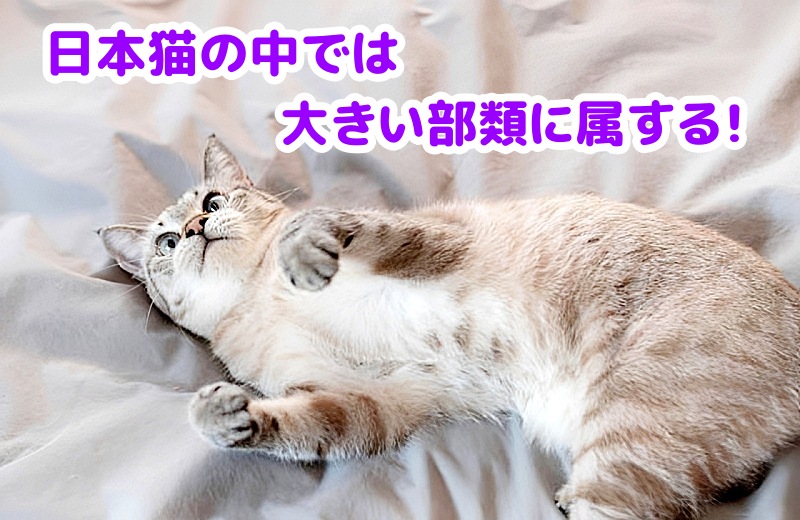 キジトラ猫