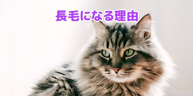 キジトラ猫の長毛