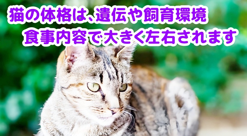 キジトラ猫