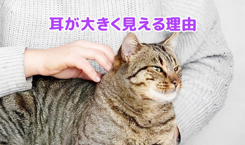 キジトラ猫