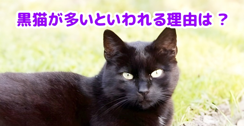 黒猫