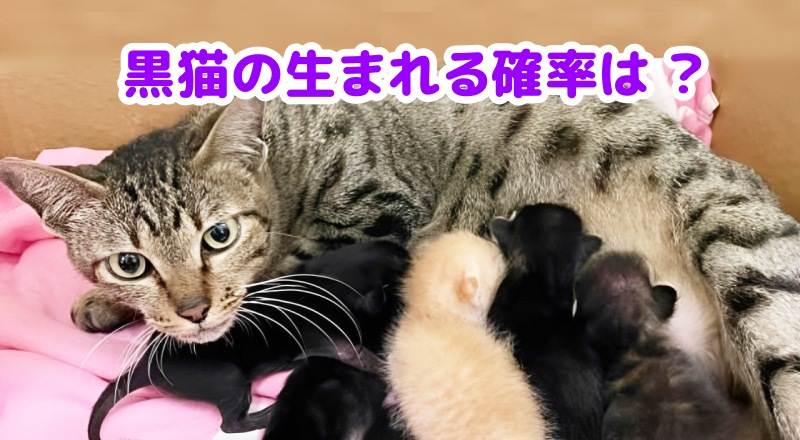 黒猫