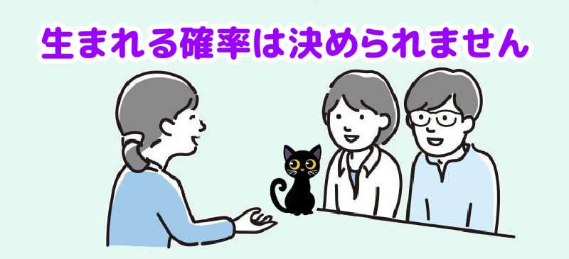 黒猫が生まれる確率は「何%」と一律には決められませんと言う専門家