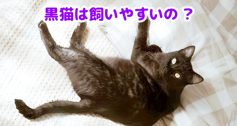 黒猫