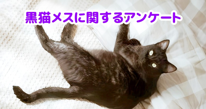 黒猫メス