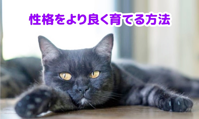 黒猫メス