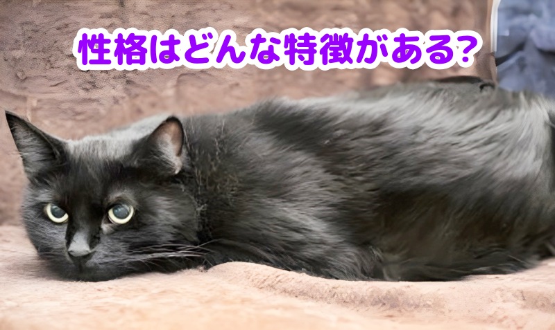 黒猫メス