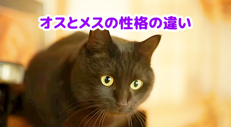 黒猫