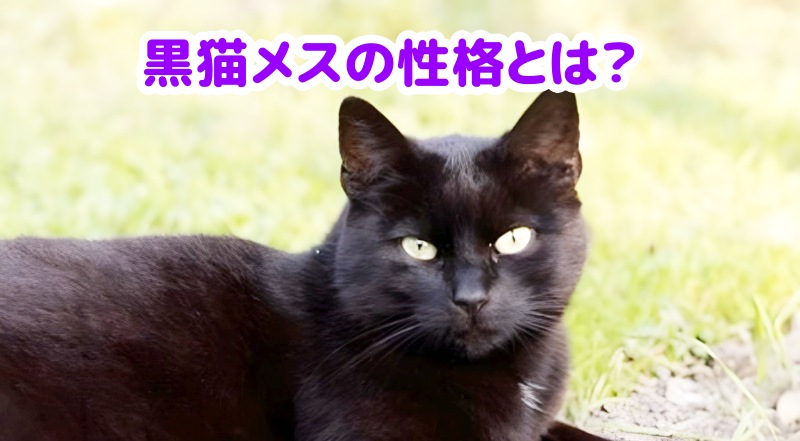 黒猫メス