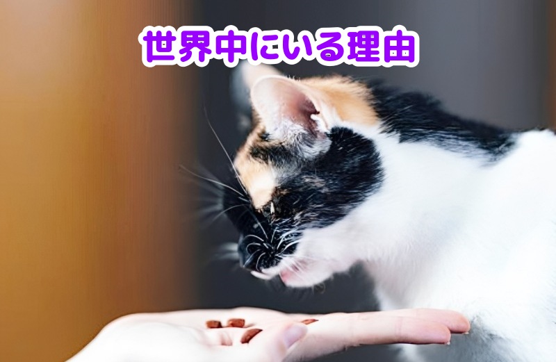 三毛猫