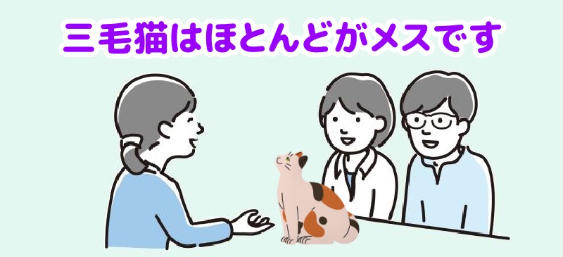 三毛猫はほとんどがメスですと説明する専門家