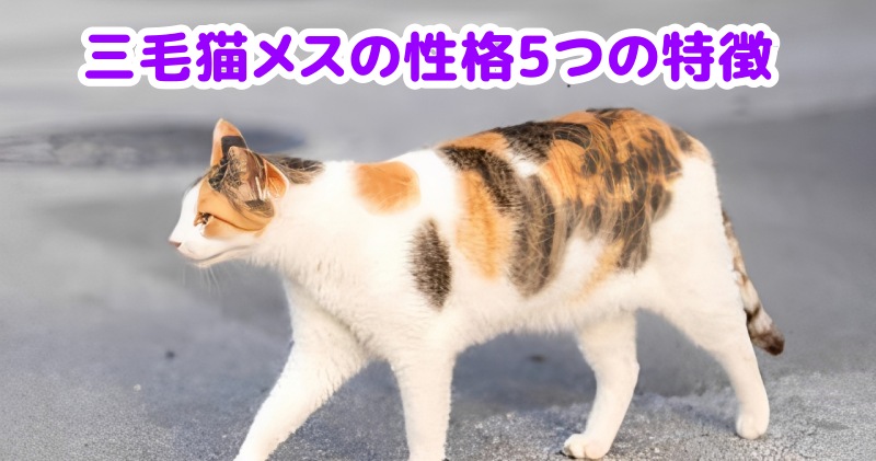 三毛猫メス