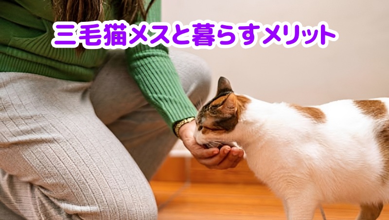 三毛猫にご飯を与える女性の飼い主