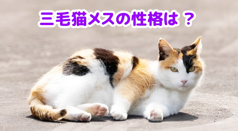 三毛猫メス