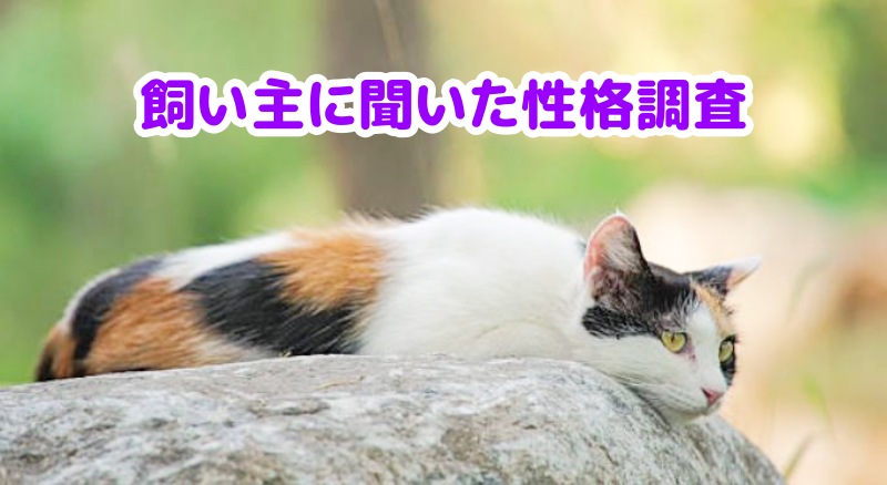 三毛猫メス