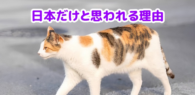三毛猫