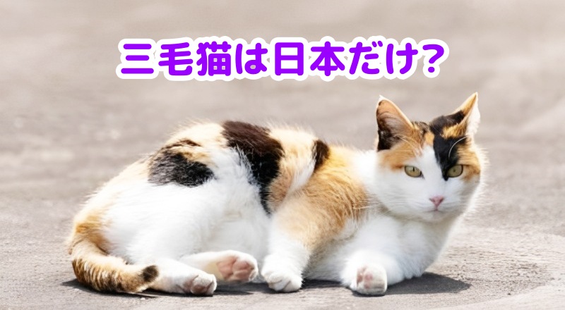 三毛猫