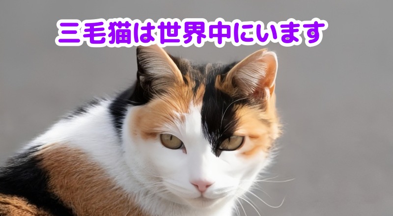 三毛猫