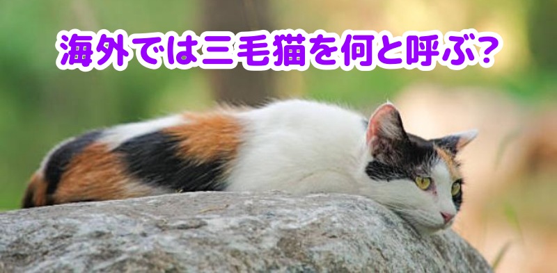 三毛猫
