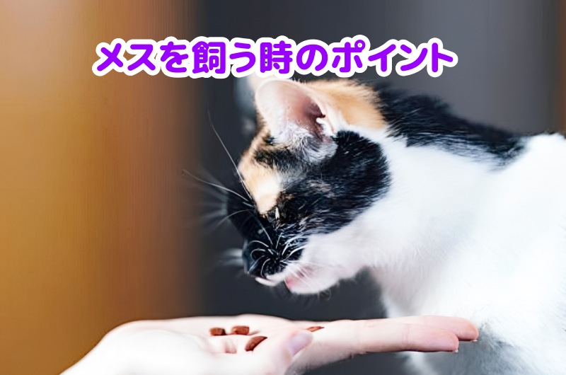 キジ猫にフードを与える女性の飼い主