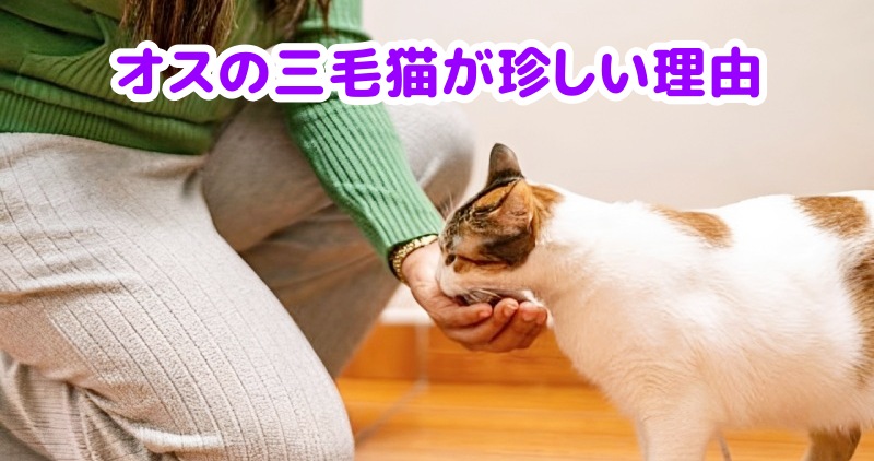 オスの三毛猫