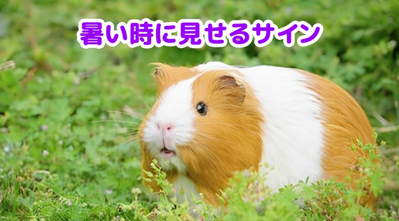 モルモット