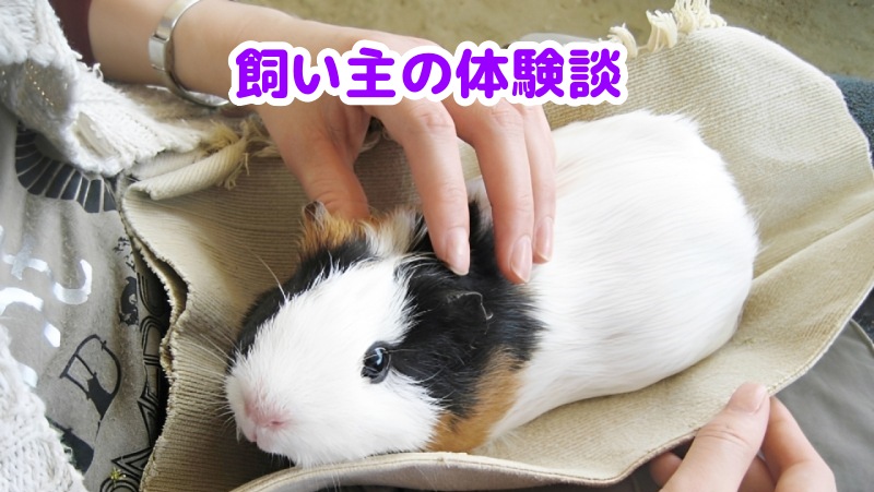 モルモットを抱っこする女性