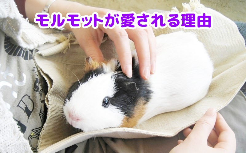 モルモット