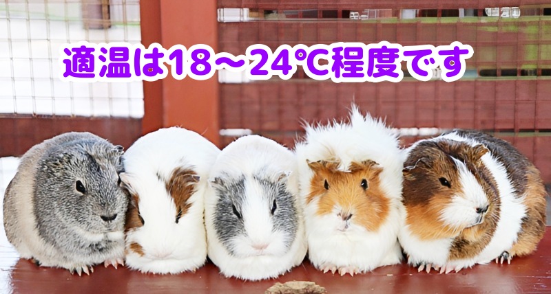 モルモット