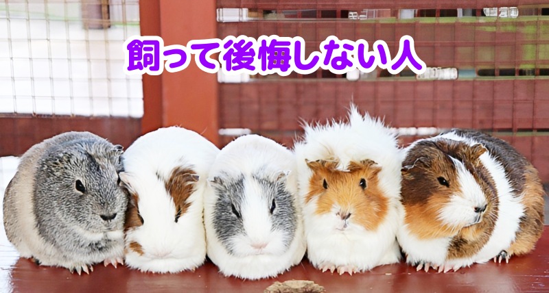モルモット