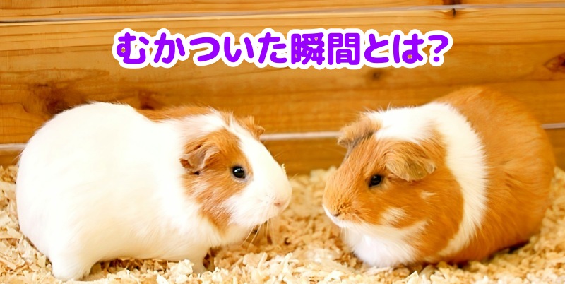 モルモット